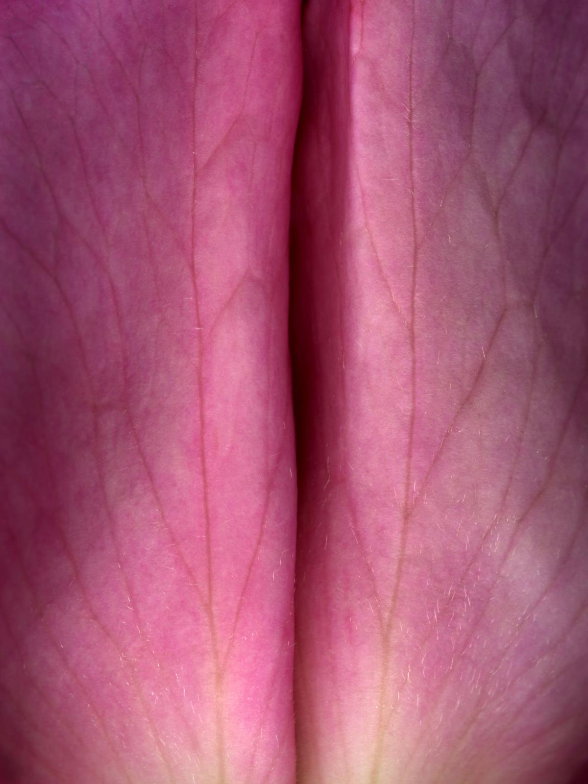 Hermann Försterling,
Rose Nr. 011,
2004,
Inkjet auf handbeschichtetem
Bütten,
40 cm x 53 cm,
(im Passepartout 70 cm x 80 cm),
Auflage: 12