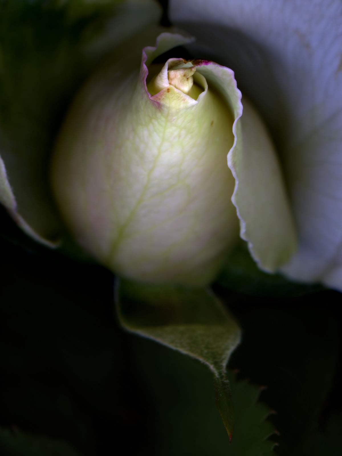 Hermann Försterling,
Roses Nr. 056,
2004,
Inkjet auf handbeschichtetem
Bütten,
40 cm x 53 cm,
(im Passepartout 70 cm x 80 cm),
Auflage: 12