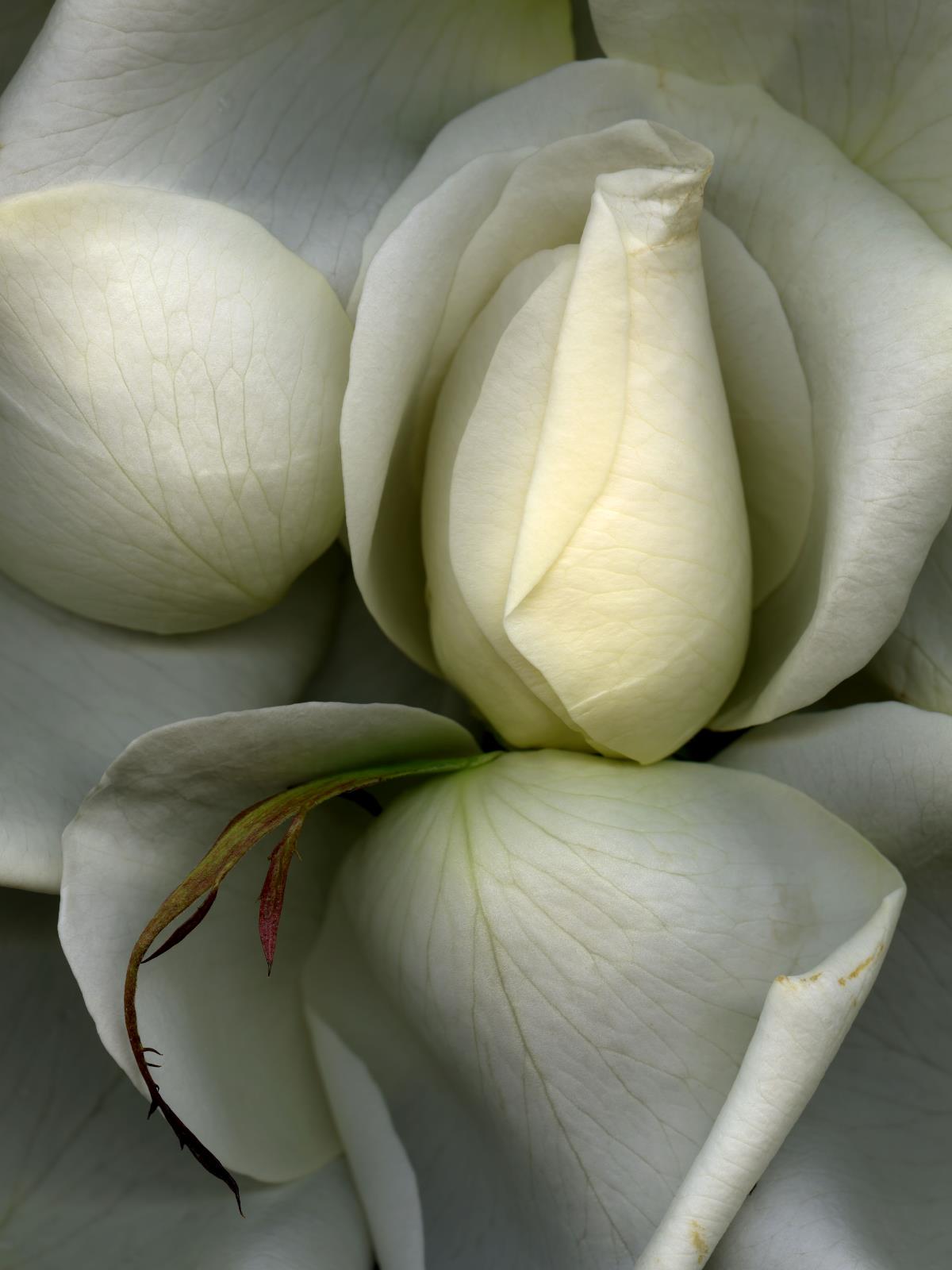 Hermann Försterling,
Rose Nr. 61,
2003,
Inkjet auf handbeschichtetem
Bütten,
40 cm x 53 cm
(im Passepartout 70 cm x 80 cm),
Auflage: 12
