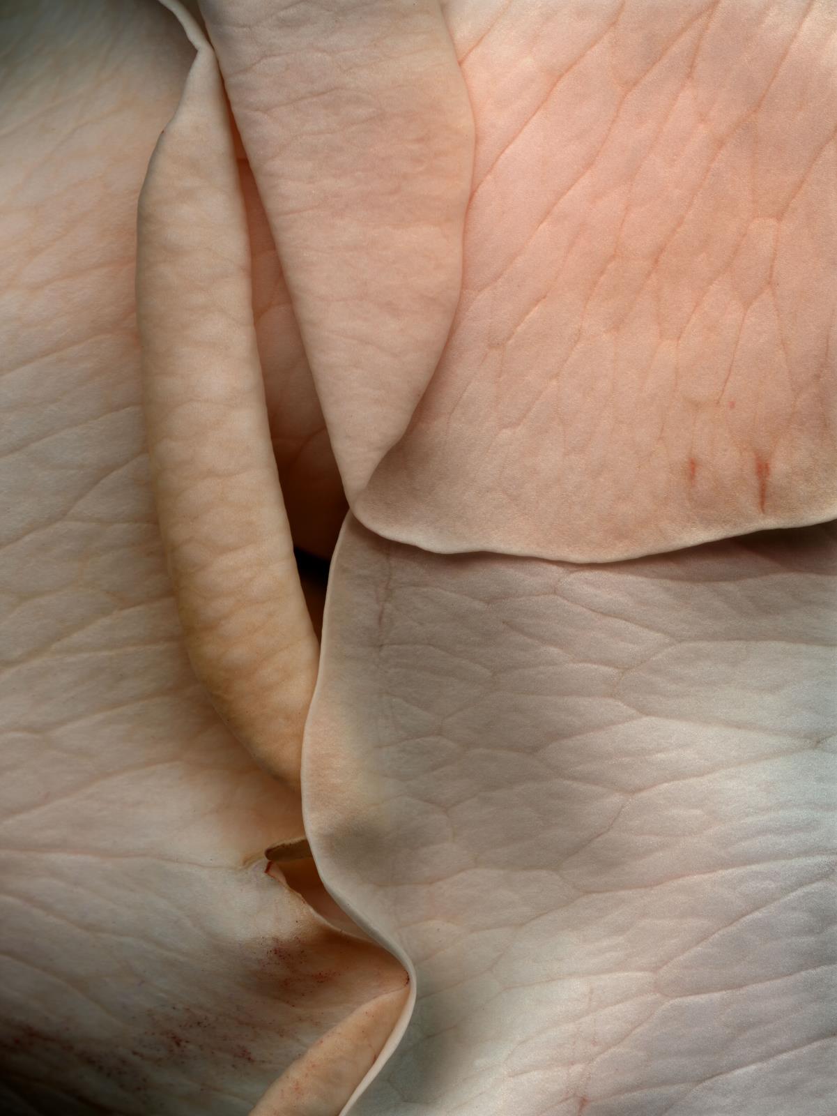 Hermann Försterling,
Rose Nr. 063,
2003,
Inkjet auf handbeschichtetem
Bütten,
40 cm x 53 cm,
(im Passepartout 70 cm x 80 cm)
Auflage: 12