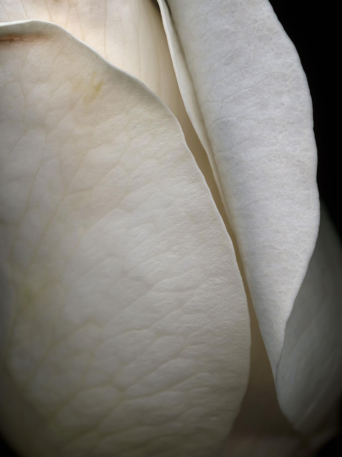 Hermann Försterling,
Rose Nr. 065,
2003,
Inkjet auf handbeschichtetem
Bütten,
40 cm x 53 cm,
(im Passepartout 70 cm x 80 cm),
Auflage: 12