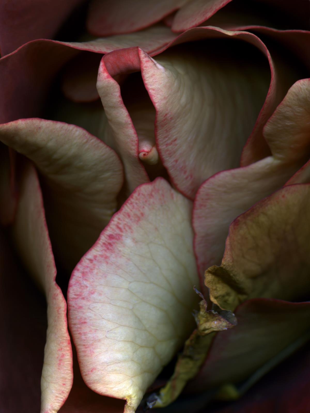 Hermann Försterling,
Rose Nr. 079,
2004,
Inkjet auf handbeschichtetem
Bütten,
40 cm x 53 cm,
(im Passepartout 70 cm x 80 cm),
Auflage: 12