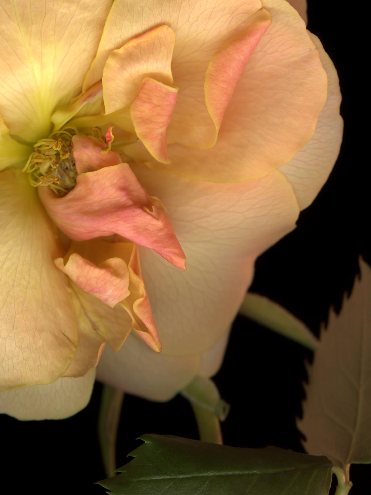 Hermann Försterling,
Rose Nr. 083,
2004,
Inkjet auf handbeschichtetem
Bütten,
40 cm x 53 cm,
(im Passepartout 70 cm x 80 cm),
Auflage: 12