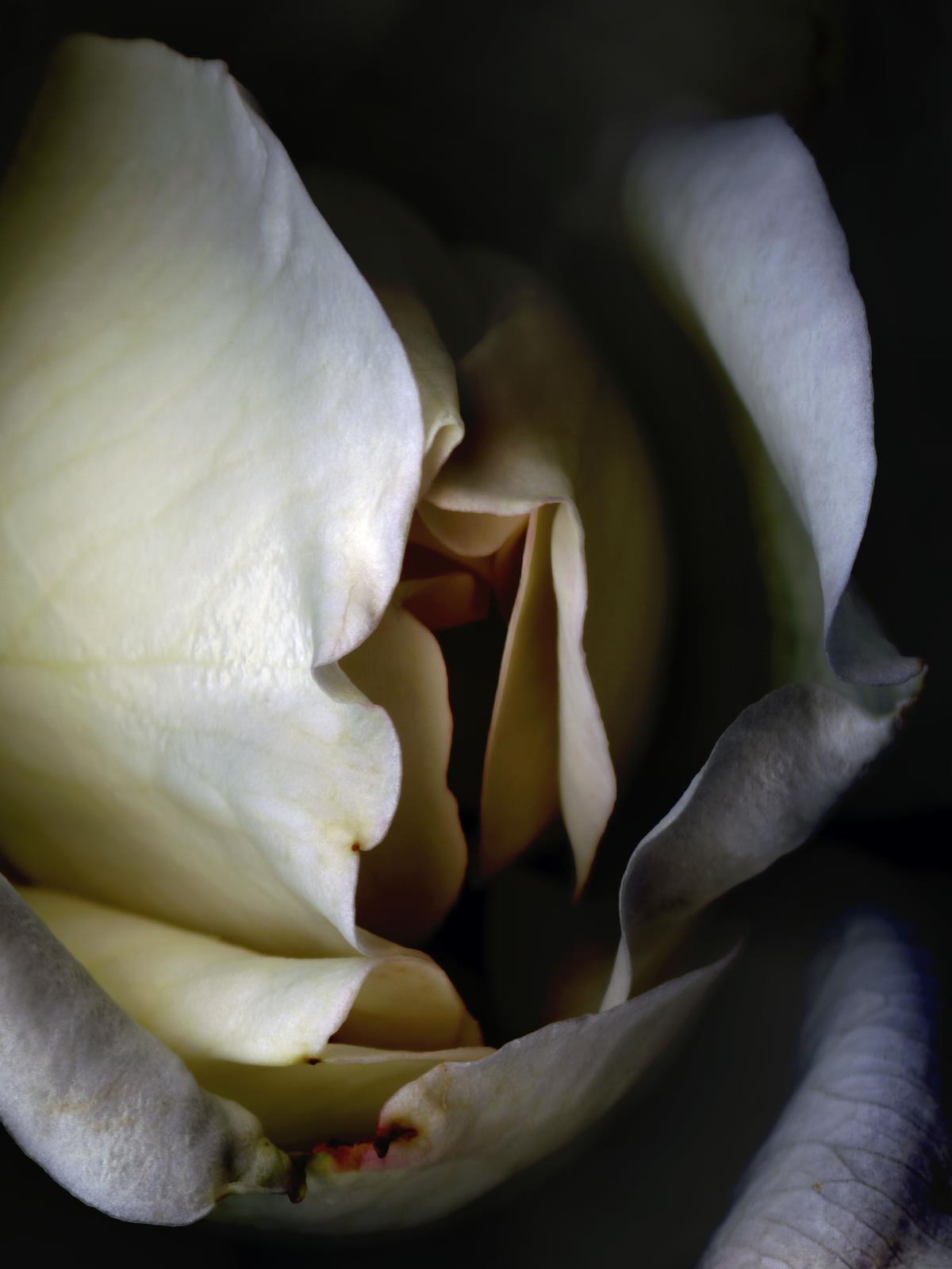 Hermann Försterling,
Rose Nr. 099,
2004,
Inkjet auf handbeschichtetem
Bütten,
40 cm x 53 cm,
(im Passepartout 70 cm x 80 cm),
Auflage: 12