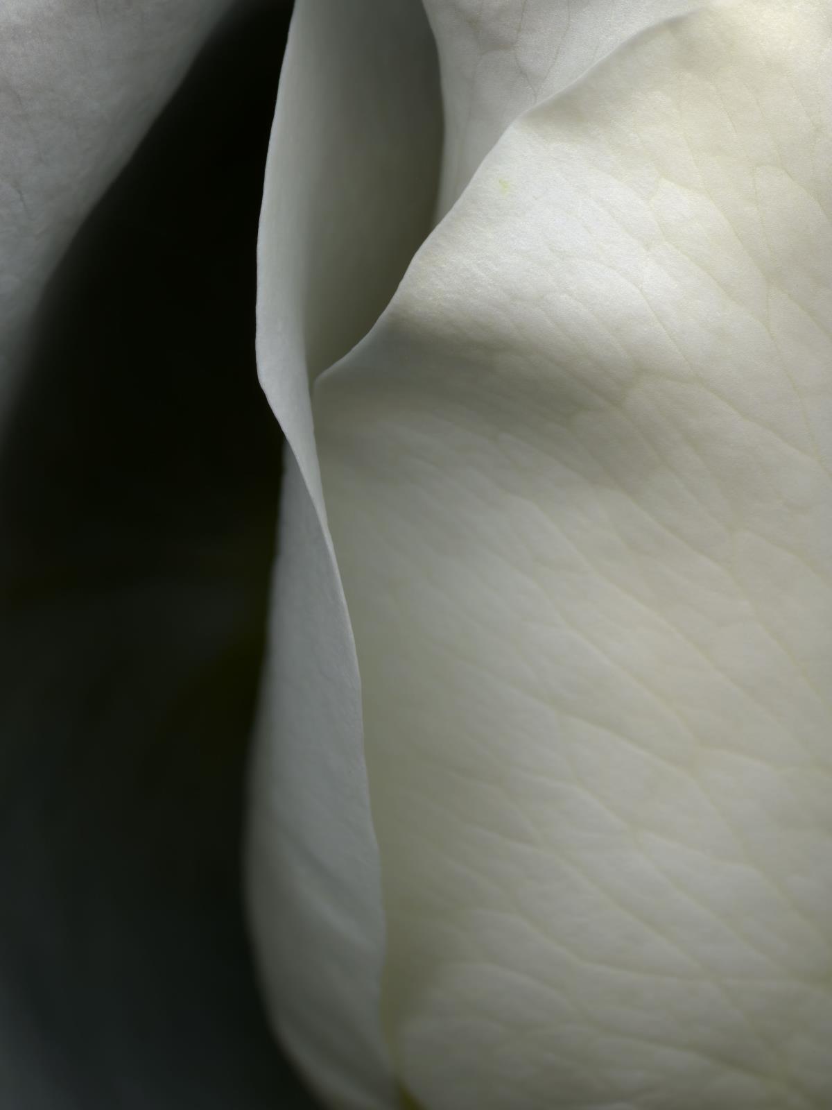 Hermann Försterling,
Rose Nr. 109,
2004,
Inkjet auf handbeschichtetem
Bütten,
40 cm x 53 cm,
(im Passepartout 70 cm x 80 cm),
Auflage: 12