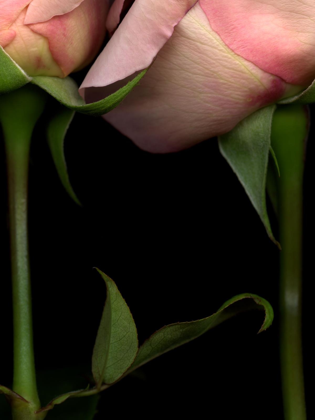 Hermann Försterling,
Rose Nr. 113,
2004,
Inkjet auf handbeschichtetem
Bütten,
40 cm x 53 cm
(im Passepartout 70 cm x 80 cm),
Auflage: 12
