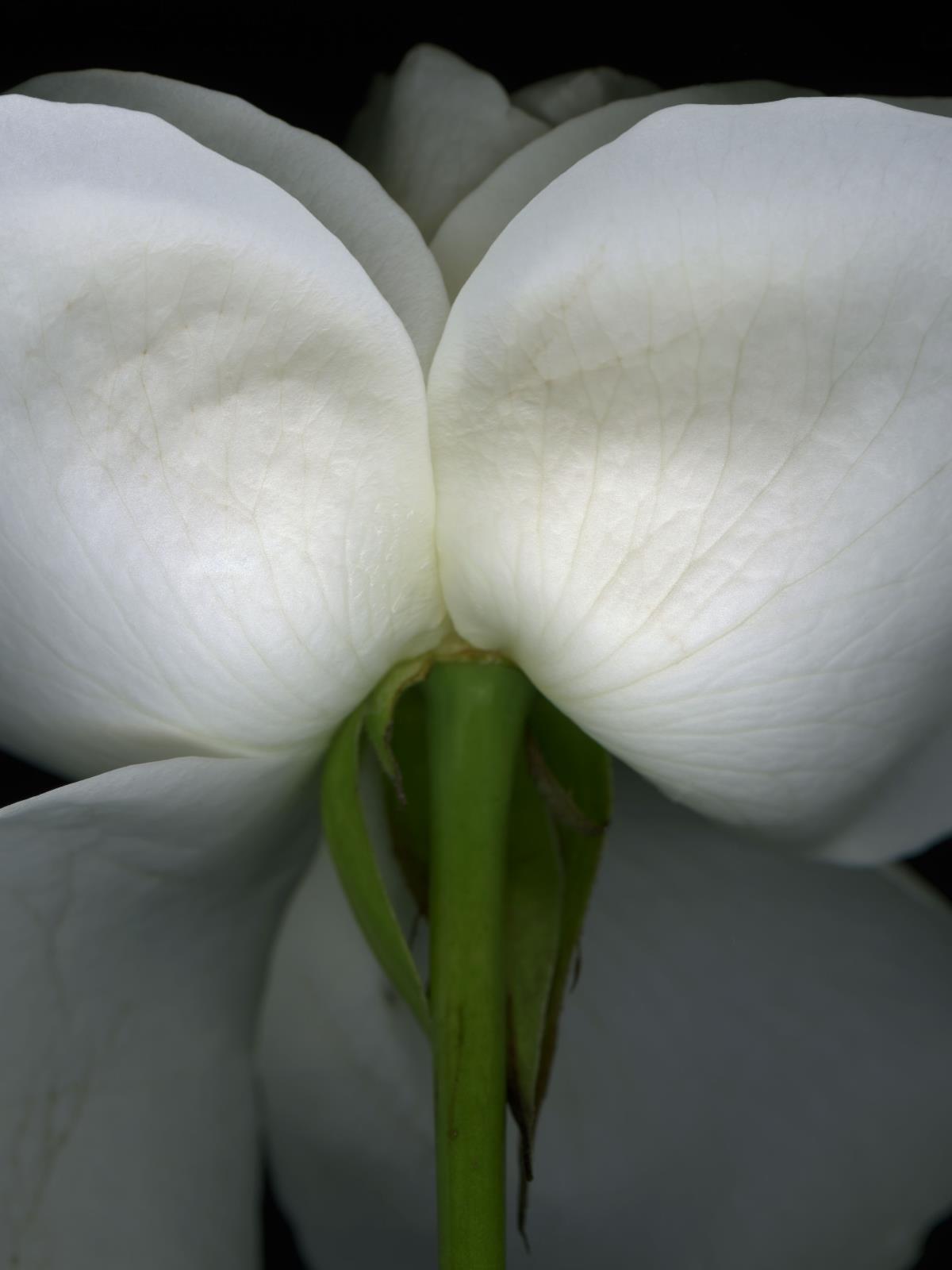 Hermann Försterling,
Rose Nr. 129,
2003,
Inkjet auf handbeschichtetem
Bütten,
40 cm x 53 cm,
(im Passepartout 70 cm x 80 cm),
Auflage: 12