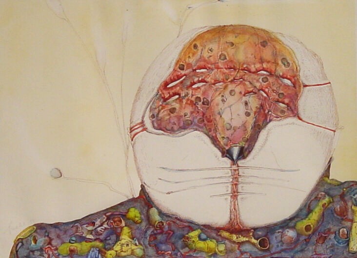 Jochen Wahl, Fleischmaske, 1983, Mischtechnik, 36 cm x 47 cm, Preis auf SüdWestGalerie, LONGSTREET ART SHOP